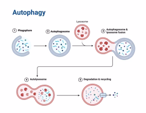 Autophagy Depiction Cellular Clean Up Through Autophagy And Long-Term Fasting