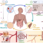 Bioregulator Oral Accessibility Bioregulator Oral Accessibility