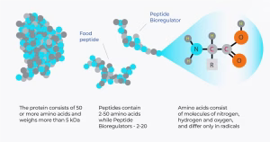 Bioregulator Vs Peptide Differences Bioregulator Vs Peptide Differences