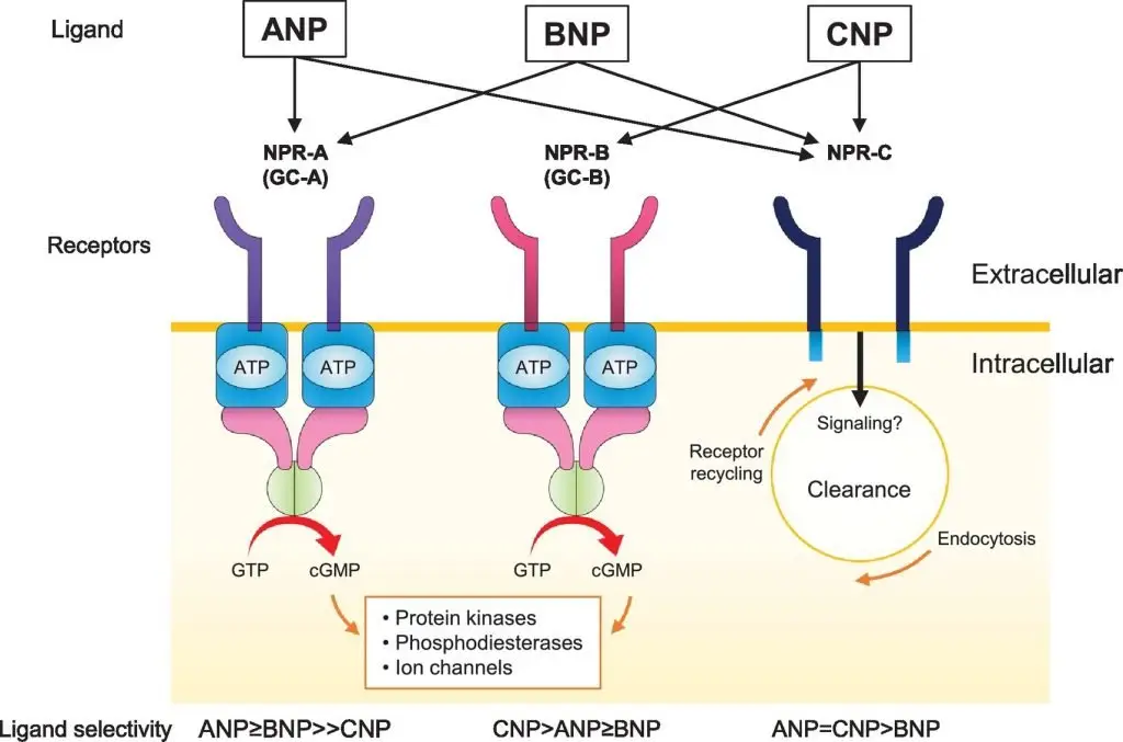 Natriuretic Peptides And Receptors Diagram Of Bioregulator Peptides Interacting With Cells For Health Optimization