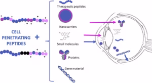 Ocular Delivery Of Therapeutic Proteins Illustration Of Peptide Molecules In Vision Treatment For Eye Health And Retinal Support Using Bioregulators