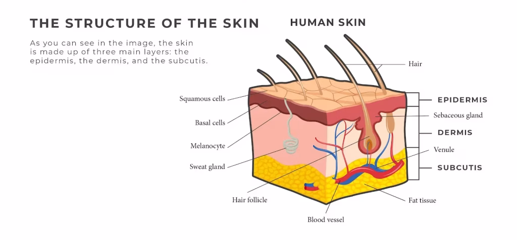 Structure Of The Skin Diagram Of Skin Structure