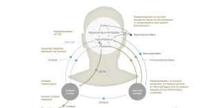 The Hypothalamic Pituitary Adrenal Axis The Hypothalamic Pituitary Adrenal Axis