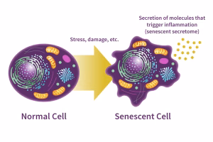 Graphic Depiction Cellular Senescence Process The Cellular Senescence Process