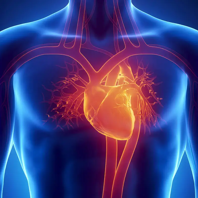 Heart Bioregulator Promethean Bioregulators heart-bioregulator-promethean-bioregulators
