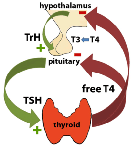 Thyroid Gland Anatomy Feedback Loop. The Pituitary Releases Tsh, Tsh Tells The Gland To Produce, Rising Hormone Tells The Pituitary To Ease Off.